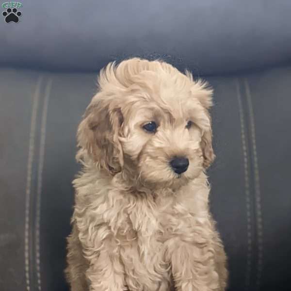 Romeo, Mini Goldendoodle Puppy